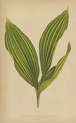 Convallaria Majalis Variegata
